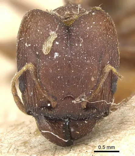 Pheidole asperata specimen CASENT0904243 image casent0904243_2