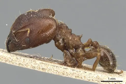 Pheidole asperata specimen CASENT0904243 image casent0904243_3