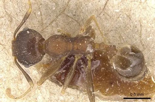 Pheidole asperata specimen CASENT0904244 image casent0904244_1