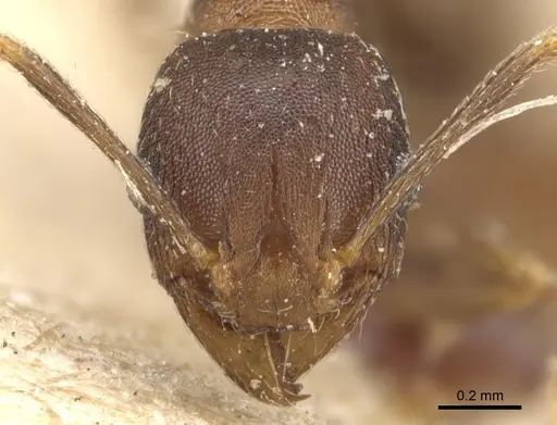Pheidole asperata specimen CASENT0904244 image casent0904244_2
