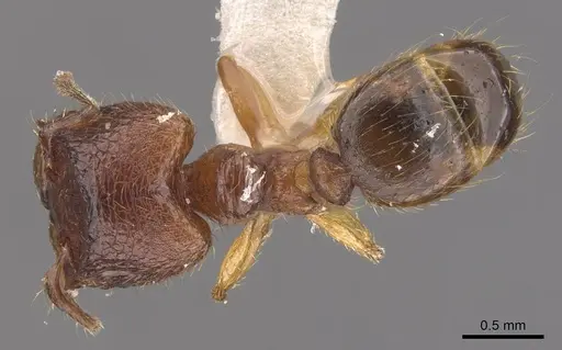 Pheidole asperata specimen CASENT0905879 image casent0905879_1