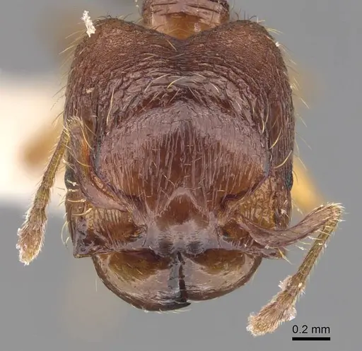 Pheidole asperata specimen CASENT0905879 image casent0905879_2