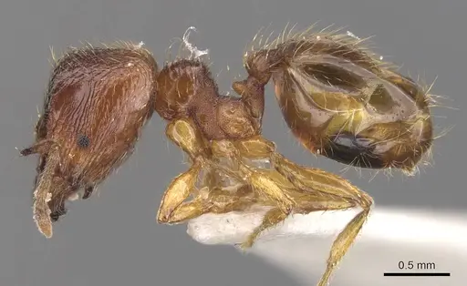 Pheidole asperata specimen CASENT0905879 image casent0905879_3