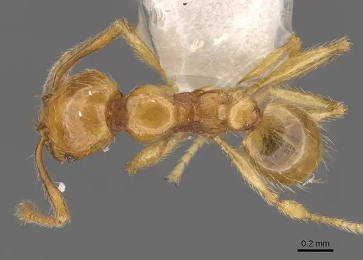 Pheidole asperata specimen CASENT0905880 image casent0905880_1