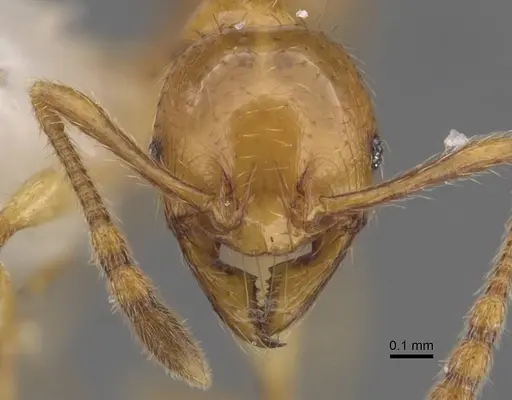 Pheidole asperata specimen CASENT0905880 image casent0905880_2