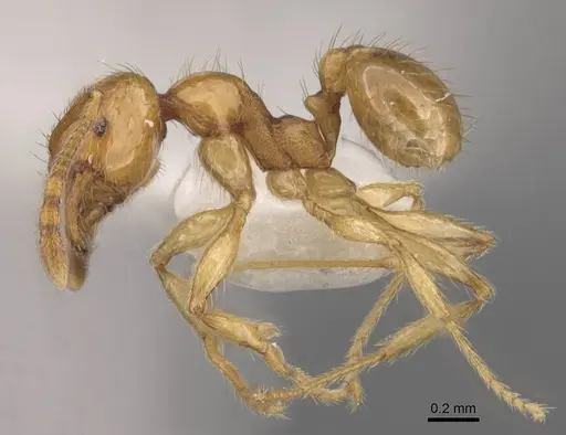 Pheidole asperata specimen CASENT0905880 image casent0905880_3
