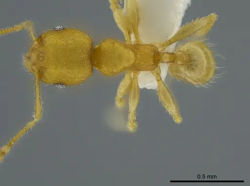 Pheidole asperithorax specimen CASENT0625433 image casent0625433_1