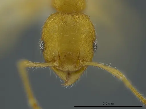 Pheidole asperithorax specimen CASENT0625433 image casent0625433_2