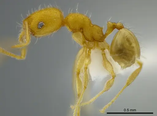 Pheidole asperithorax specimen CASENT0625433 image casent0625433_3