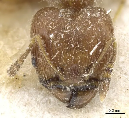 Pheidole asperithorax specimen CASENT0904404 image casent0904404_2