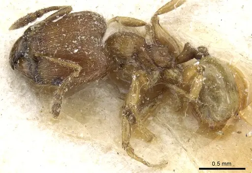 Pheidole asperithorax specimen CASENT0904404 image casent0904404_3