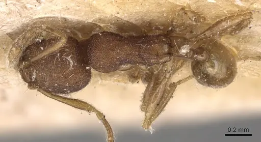 Pheidole asperithorax specimen CASENT0904405 image casent0904405_1