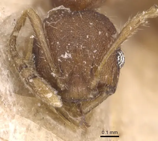 Pheidole asperithorax specimen CASENT0904405 image casent0904405_2
