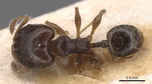 Pheidole asperithorax specimen CASENT0904406 image casent0904406_1