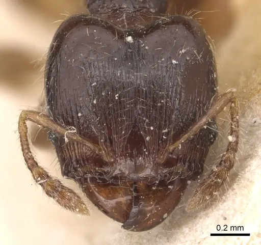 Pheidole asperithorax specimen CASENT0904406 image casent0904406_2