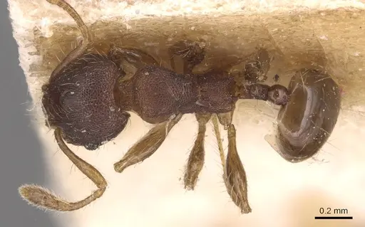 Pheidole asperithorax specimen CASENT0904407 image casent0904407_1