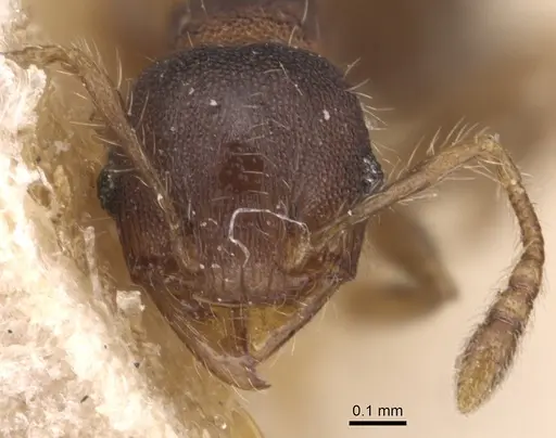 Pheidole asperithorax specimen CASENT0904407 image casent0904407_2