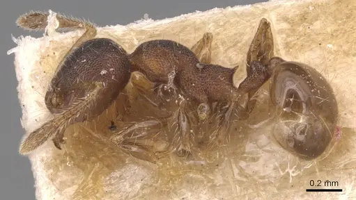 Pheidole asperithorax specimen CASENT0904407 image casent0904407_3