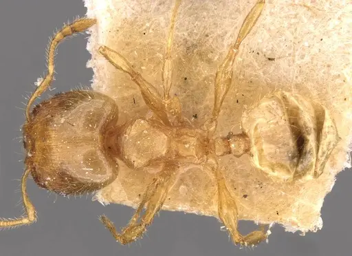 Pheidole asperithorax specimen CASENT0908263 image casent0908263_1