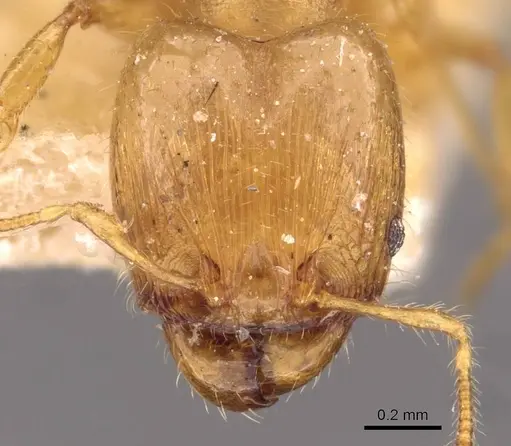 Pheidole asperithorax specimen CASENT0908263 image casent0908263_2