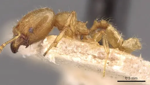 Pheidole asperithorax specimen CASENT0908263 image casent0908263_3