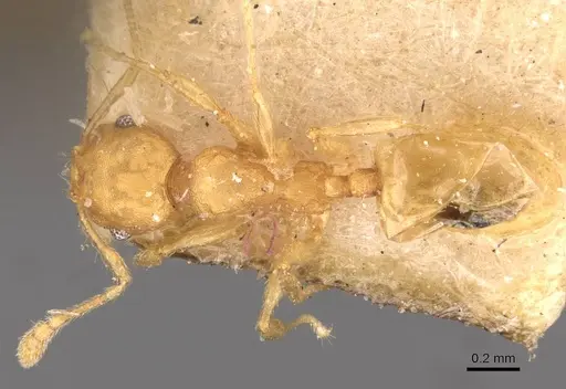 Pheidole asperithorax specimen CASENT0908264 image casent0908264_1