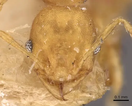 Pheidole asperithorax specimen CASENT0908264 image casent0908264_2