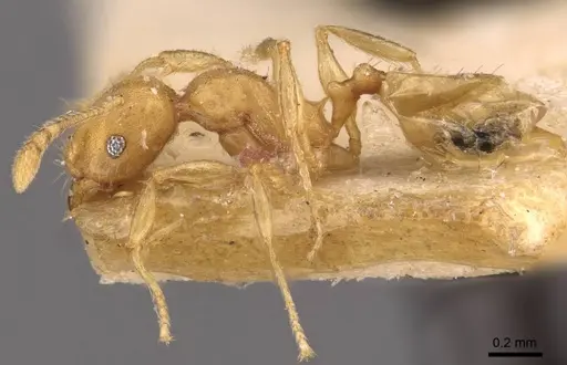 Pheidole asperithorax specimen CASENT0908264 image casent0908264_3