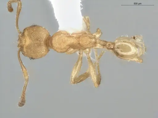 Pheidole asperithorax specimen ECOFOG-CSG15-0064-09 image ecofog-csg15-0064-09_1