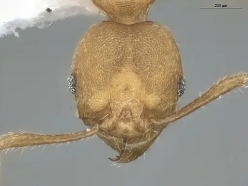Pheidole asperithorax specimen ECOFOG-CSG15-0064-09 image ecofog-csg15-0064-09_2