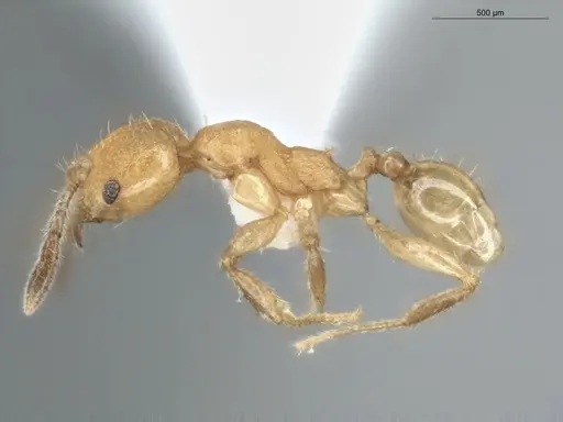 Pheidole asperithorax specimen ECOFOG-CSG15-0064-09 image ecofog-csg15-0064-09_3