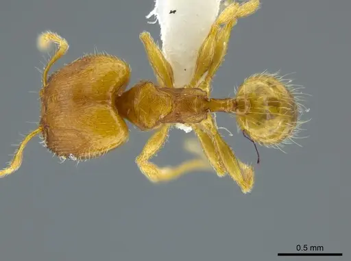 Pheidole asperithorax specimen JTLC000016323 image jtlc000016323_1