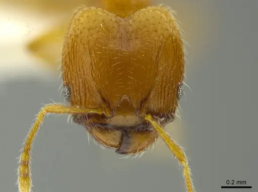Pheidole asperithorax specimen JTLC000016323 image jtlc000016323_2