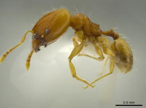 Pheidole asperithorax specimen JTLC000016323 image jtlc000016323_3