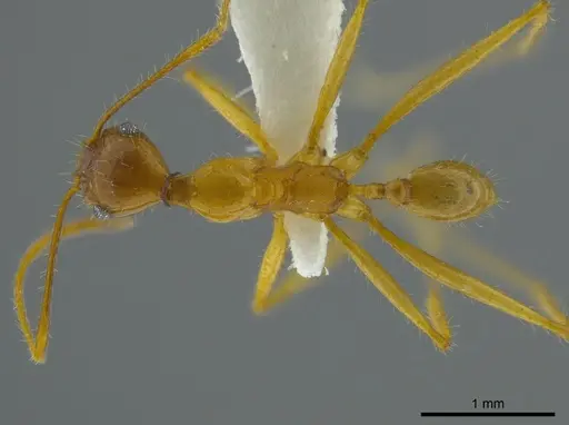 Pheidole astur specimen CASENT0625434 image casent0625434_1