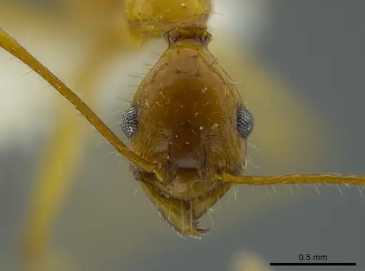 Pheidole astur specimen CASENT0625434 image casent0625434_2