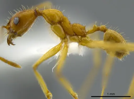 Pheidole astur specimen CASENT0625434 image casent0625434_3