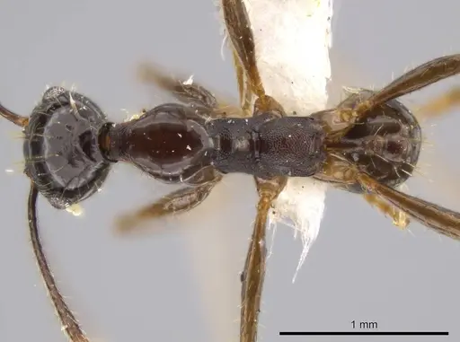 Pheidole astur specimen CASENT0639450 image casent0639450_1