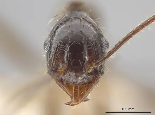 Pheidole astur specimen CASENT0639450 image casent0639450_2