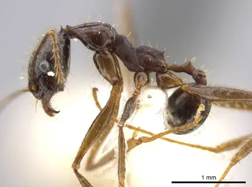 Pheidole astur specimen CASENT0639450 image casent0639450_3