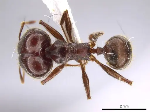 Pheidole astur specimen CASENT0639451 image casent0639451_1