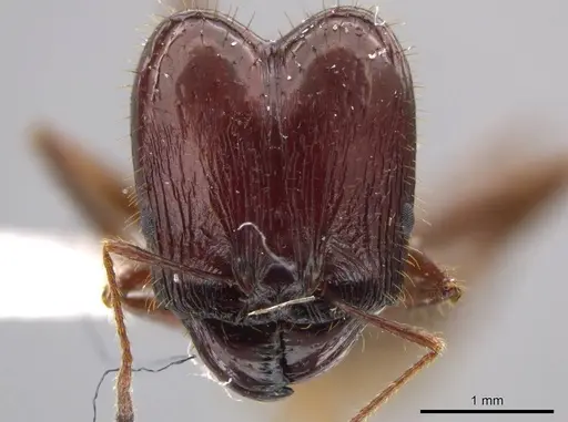 Pheidole astur specimen CASENT0639451 image casent0639451_2
