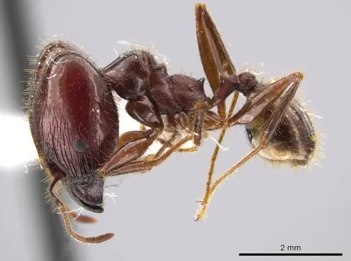 Pheidole astur specimen CASENT0639451 image casent0639451_3