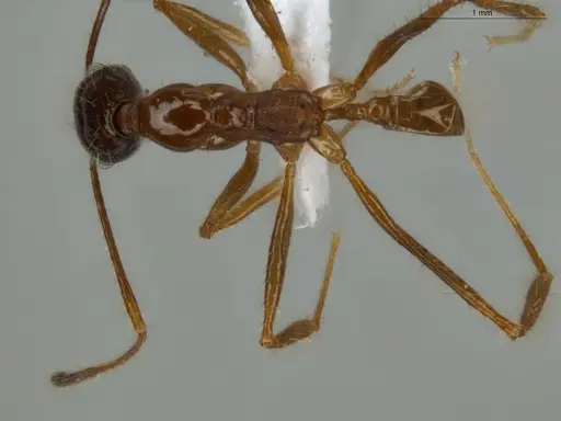 Pheidole astur specimen ECOFOG-MI15-0146-17 image ecofog-mi15-0146-17_1