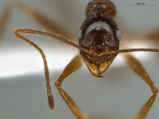 Pheidole astur specimen ECOFOG-MI15-0146-17 image ecofog-mi15-0146-17_2