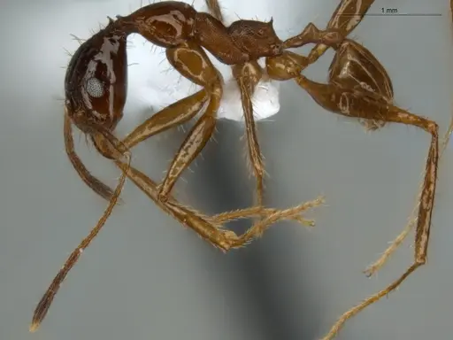 Pheidole astur specimen ECOFOG-MI15-0146-17 image ecofog-mi15-0146-17_3