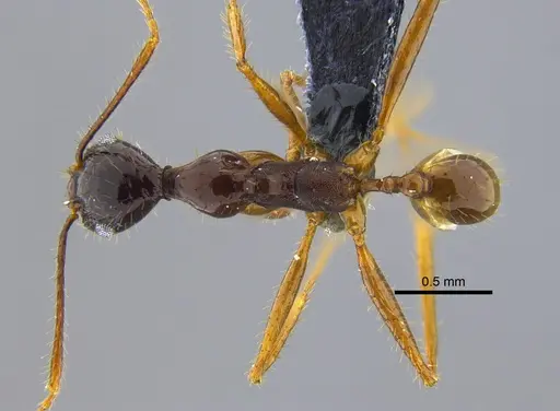 Pheidole astur specimen IAVH-E-222602 image iavh-e-222602_1