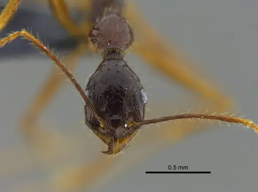 Pheidole astur specimen IAVH-E-222602 image iavh-e-222602_2