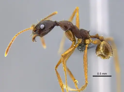 Pheidole astur specimen IAVH-E-222602 image iavh-e-222602_3