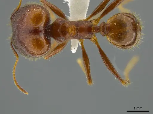Pheidole astur specimen JTLC000016324 image jtlc000016324_1